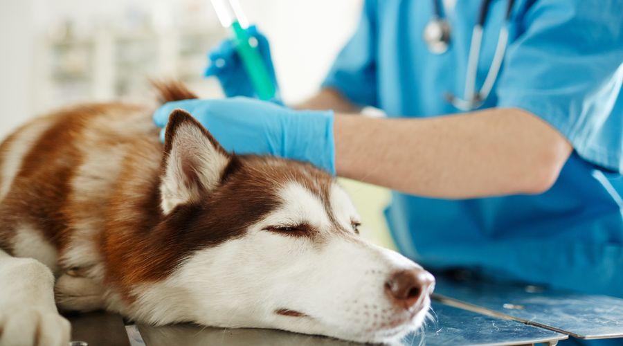 ABD'de köpekler arasında salgın: Yeni bakteri türü şüphesi